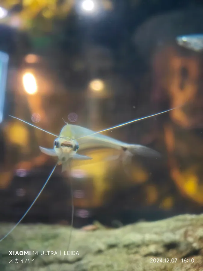 aquarium. 相册封面